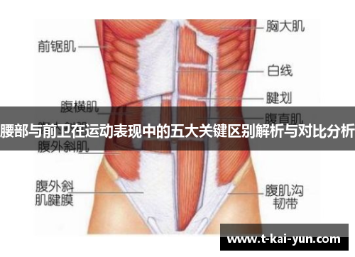 腰部与前卫在运动表现中的五大关键区别解析与对比分析 腰部与前卫在运动表现中的五大关键区别解析与对比分析